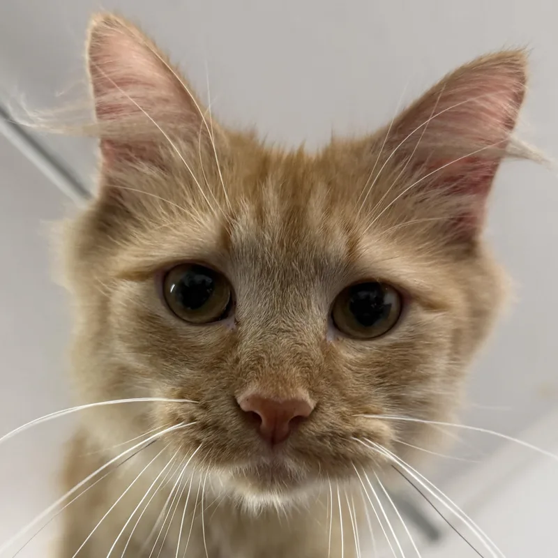 A young medium-sized female Domestic Short Hair cat named Jubilee for adoption in Auburn, NE