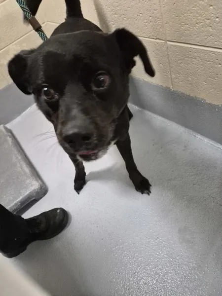 An adult medium-sized male Labrador Retriever dog named Pen Toucan for adoption in Lawrenceville, GA