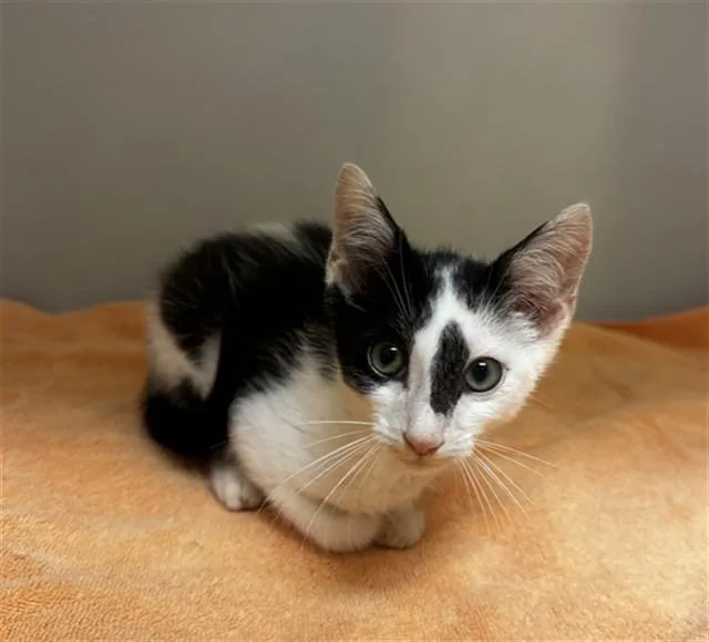 A baby small-sized male Domestic Short Hair cat named Mr. Graves for adoption in Statesville, NC