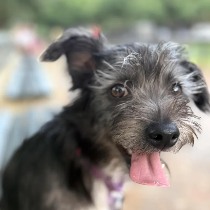 A young small-sized female Gray / Blue / Silver Miniature Schnauzer dog named Muffin for adoption in Brooklyn, NY