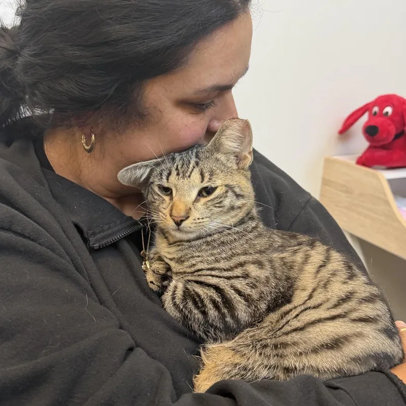 A young small-sized male Brown / Chocolate Domestic Short Hair cat named Oogie Boogie for adoption in Bensalem, PA