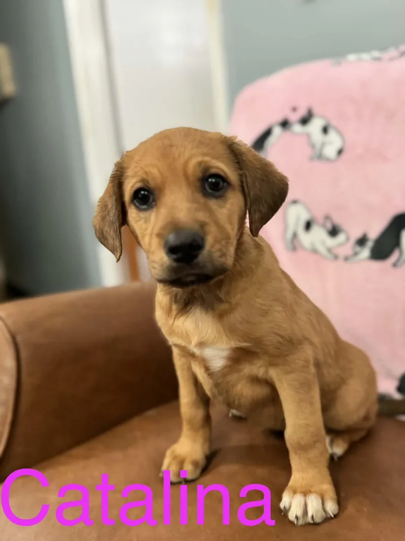 Catalina Kazoo thumbnail 3