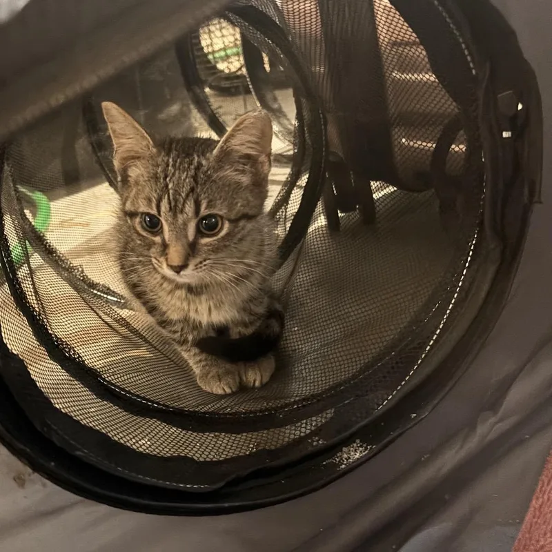 A baby medium-sized male Tabby (Gray / Blue / Silver) Domestic Short Hair cat named Sage for adoption in Shaker Heights, OH