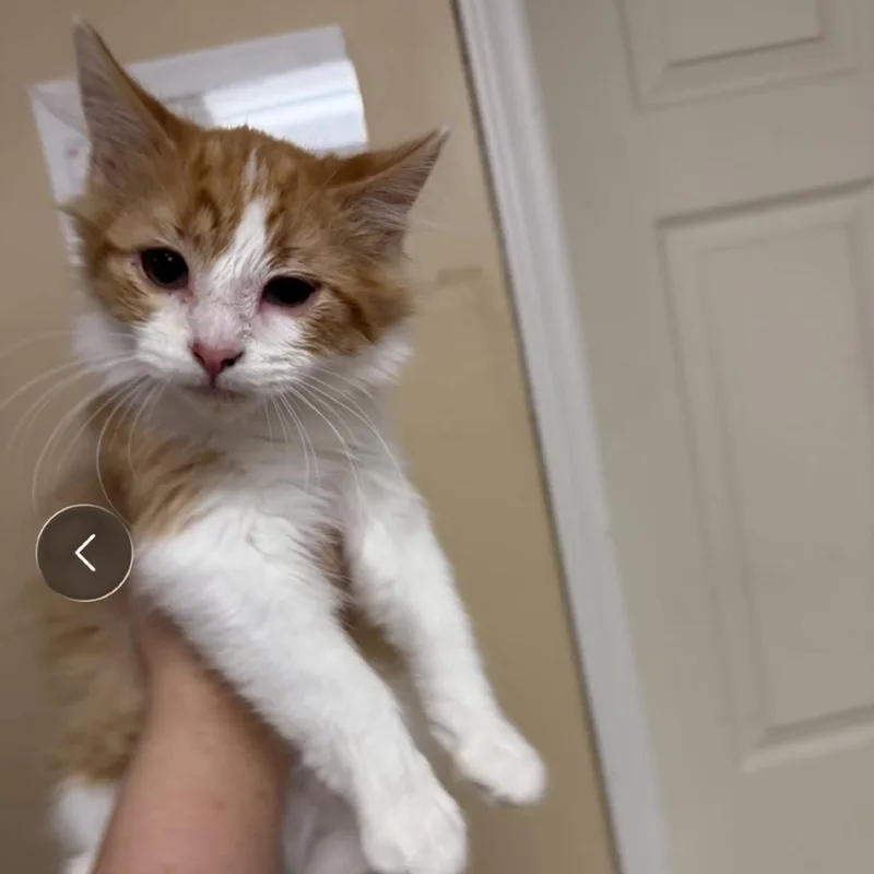 Colby Jack thumbnail 2