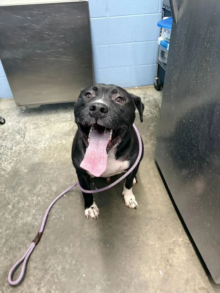 An adult large-sized male Tricolor (Brown, Black, & White) Pit Bull Terrier dog named Bane Alexander for adoption in Evansville, IN