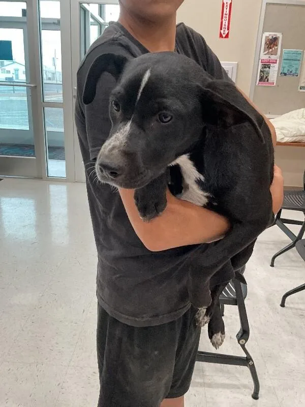 A young large-sized female Black Mixed Breed dog named Lola for adoption in Hobbs, NM