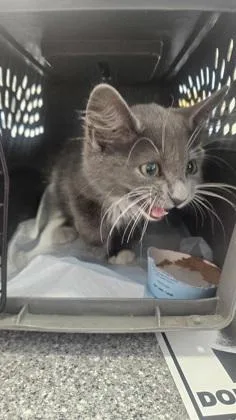 A baby small-sized male Domestic Short Hair cat named Rafaella for adoption in West Chester, PA
