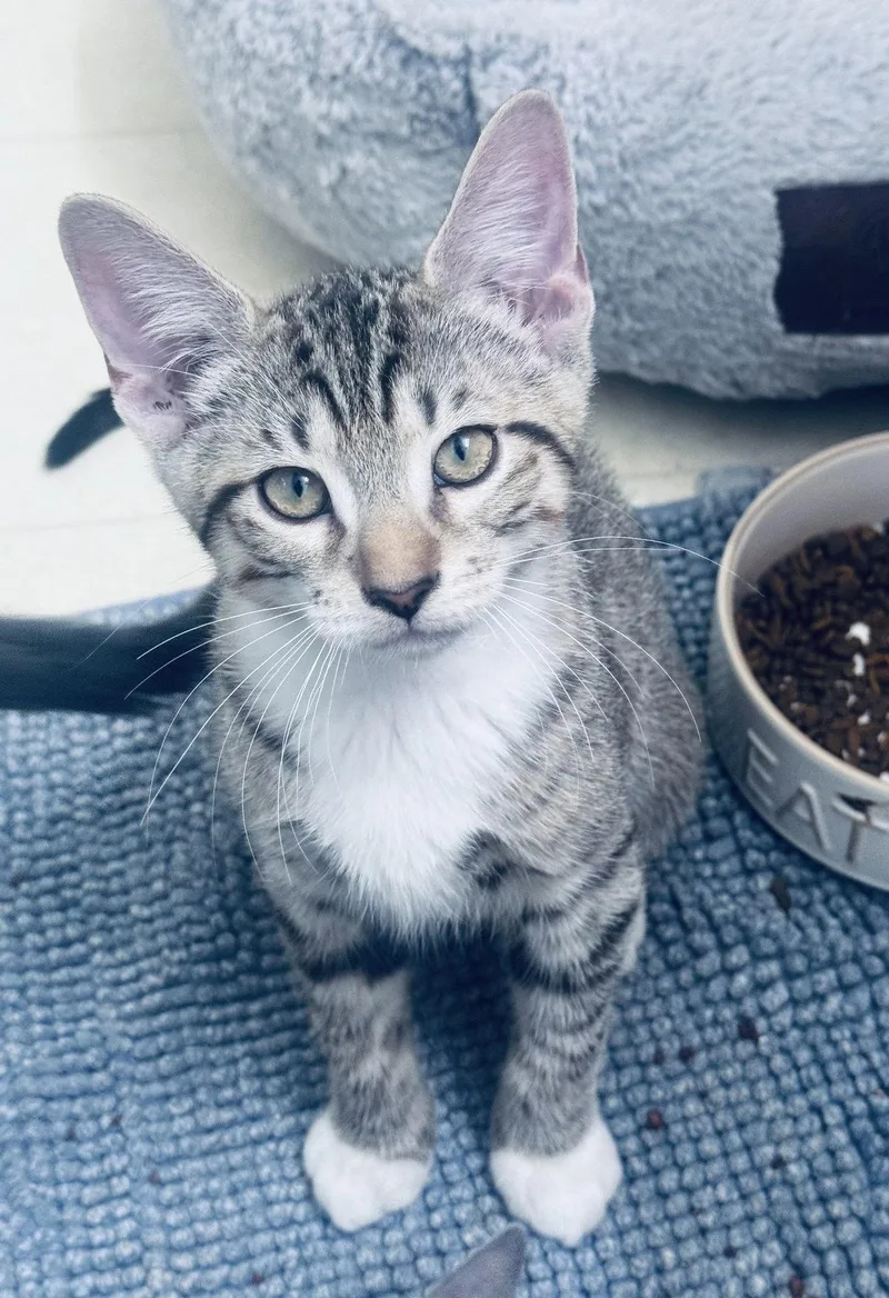 A baby medium-sized male Domestic Short Hair cat named Tommy for adoption in Frisco, TX