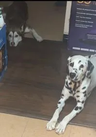 Thaddeusqueens  Ny thumbnail 2