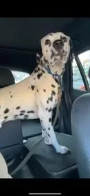 Thaddeusqueens  Ny thumbnail 4