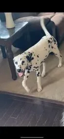 Thaddeusqueens  Ny thumbnail 6