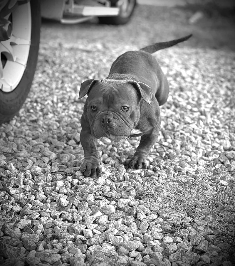 Eleanor "nell" thumbnail 4