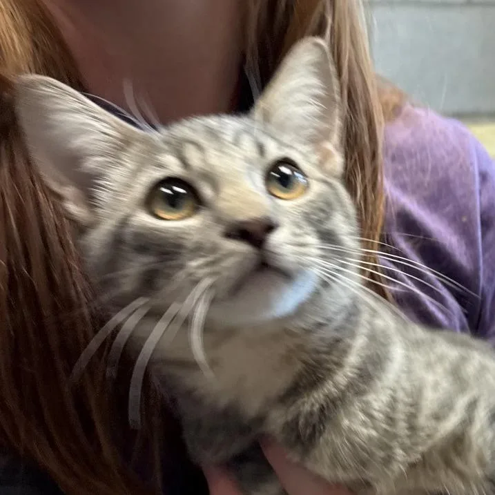 A young medium-sized female Domestic Short Hair cat named Leia for adoption in Midland, TX