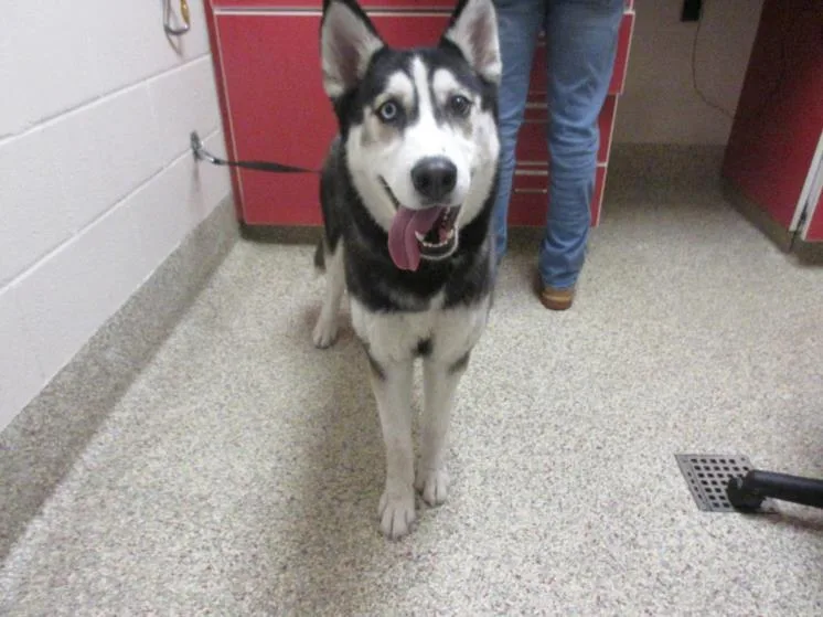 An adult medium-sized female Siberian Husky dog named Opal for adoption in Colorado Springs, CO
