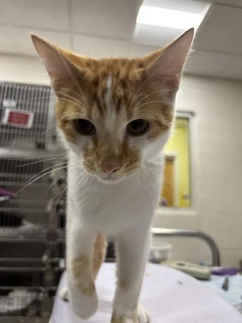 A young small-sized male Domestic Short Hair cat named Ernesto for adoption in Upper Marlboro, MD