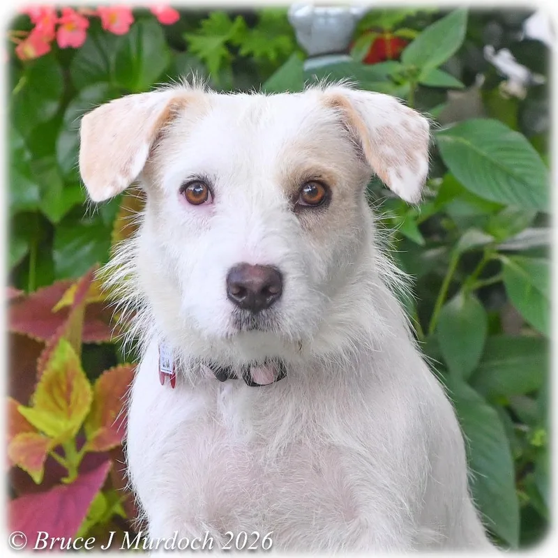 An adult small-sized female White / Cream Terrier dog named Luna for adoption in Wake Forest, NC