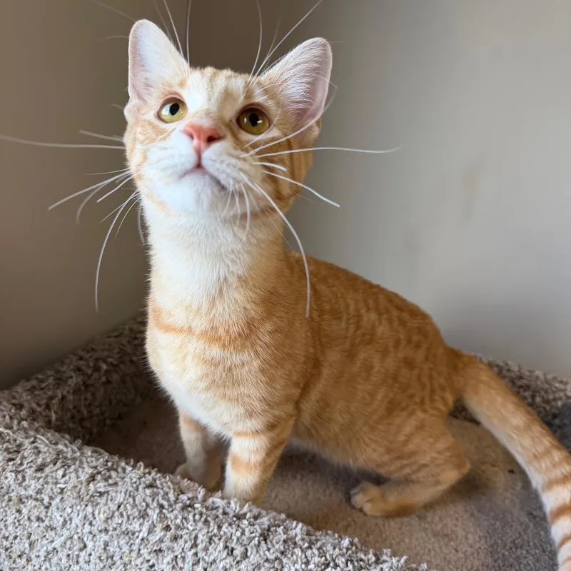 A young small-sized male Domestic Medium Hair cat named Gemini for adoption in Detroit Lakes, MN