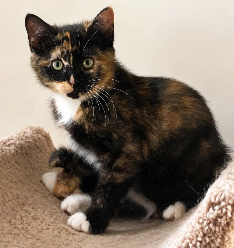 A baby medium-sized female Calico cat named SpiceC for adoption in Greenville, DE