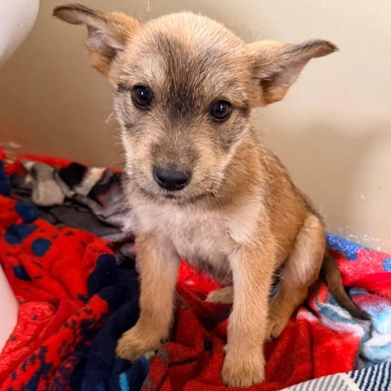 A baby small-sized male Yellow / Tan / Blond / Fawn Mixed Breed dog named Alberto for adoption in Buffalo, MN