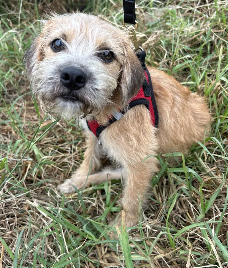A baby small-sized male Border Terrier dog named Tony for adoption in Bell Gardens, CA