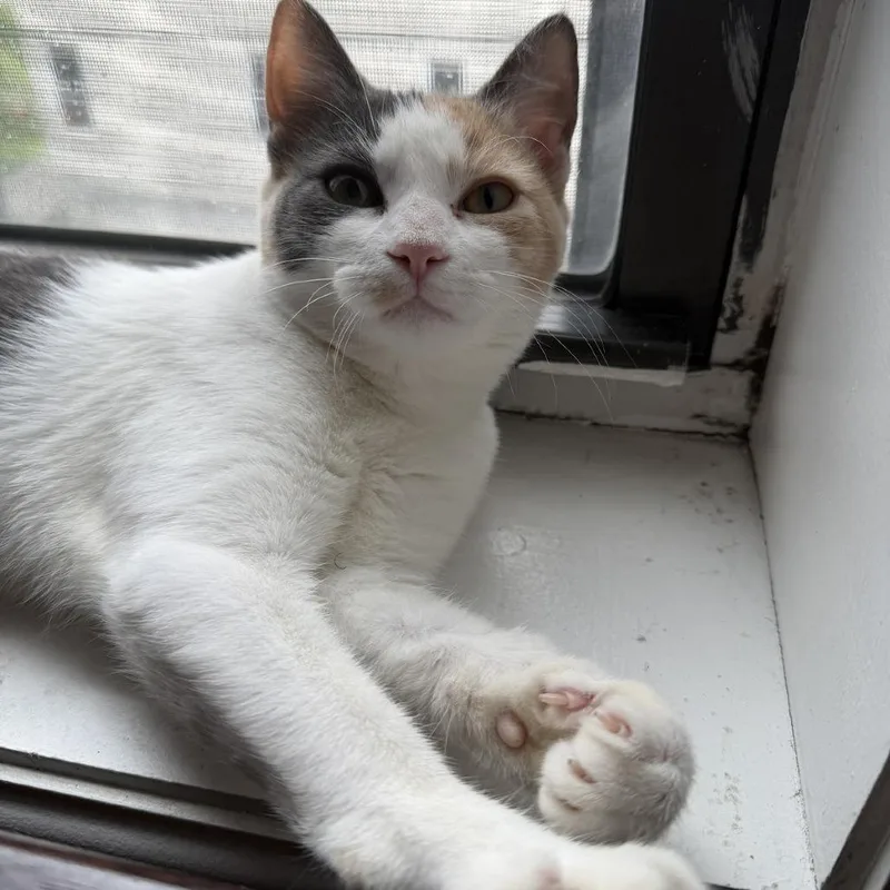 A baby small-sized female Calico Domestic Short Hair cat named Belly for adoption in Brooklyn, NY