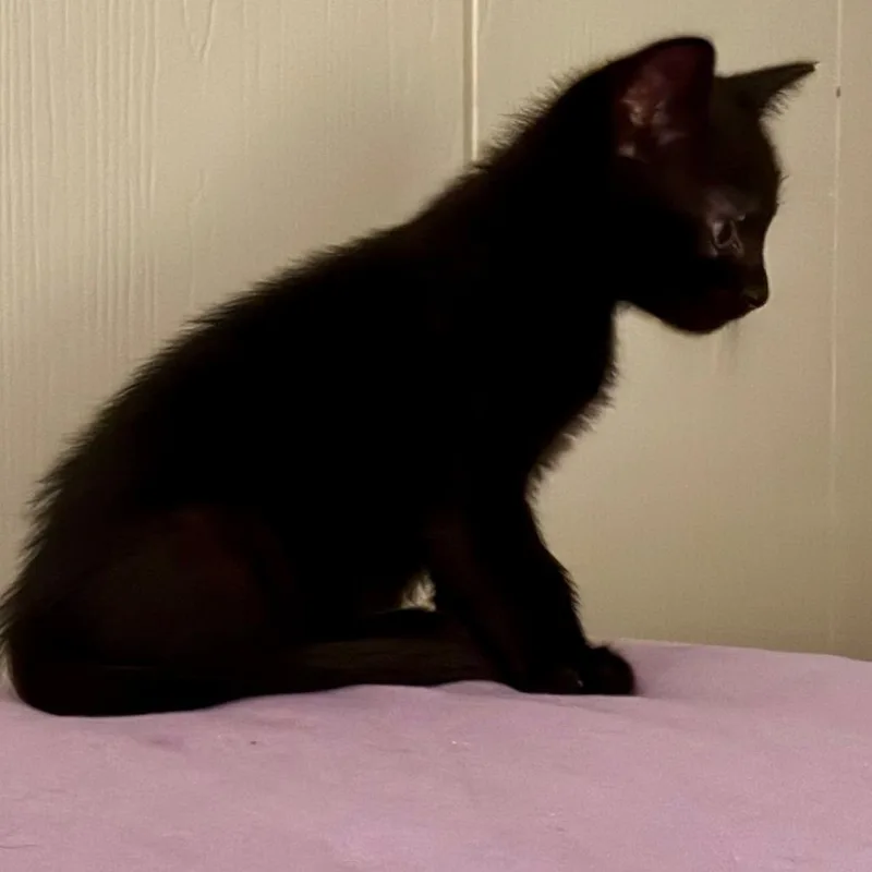 A baby small-sized male Black Domestic Short Hair cat named Vivo for adoption in Austin, TX