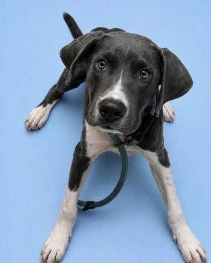 A young medium-sized male Terrier dog named Chucky for adoption in Gulfport, MS