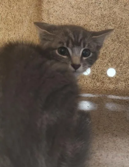 A young small-sized male Domestic Short Hair cat named Earl for adoption in Lafayette, IN