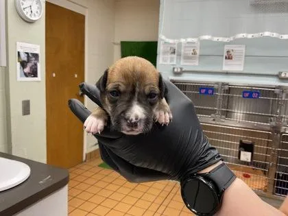 A baby small-sized female Terrier dog named Purple for adoption in Gainesville, FL
