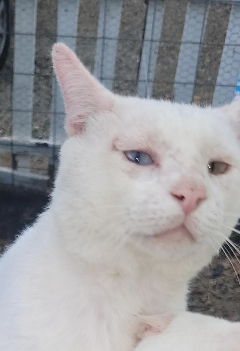 An adult medium-sized male White Domestic Short Hair cat named Walter for adoption in San Pedro, CA
