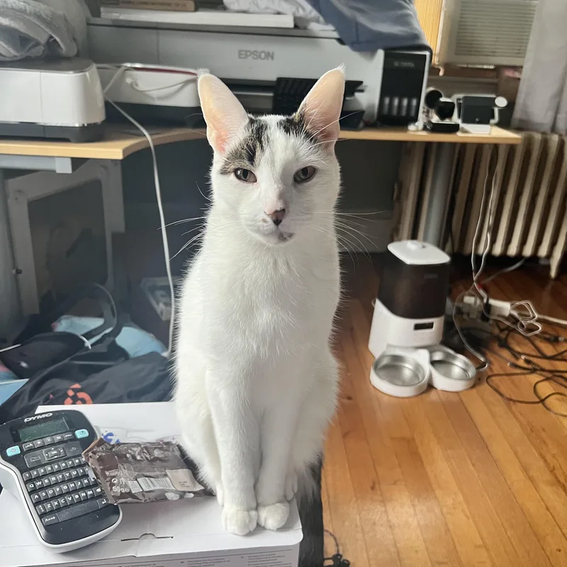 A senior medium-sized male Domestic Short Hair cat named Booga for adoption in Medford, MA
