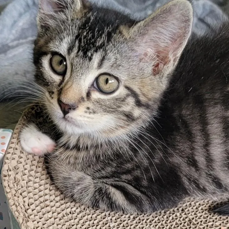 A baby small-sized male Domestic Short Hair cat named Lawrence for adoption in Cumming, GA