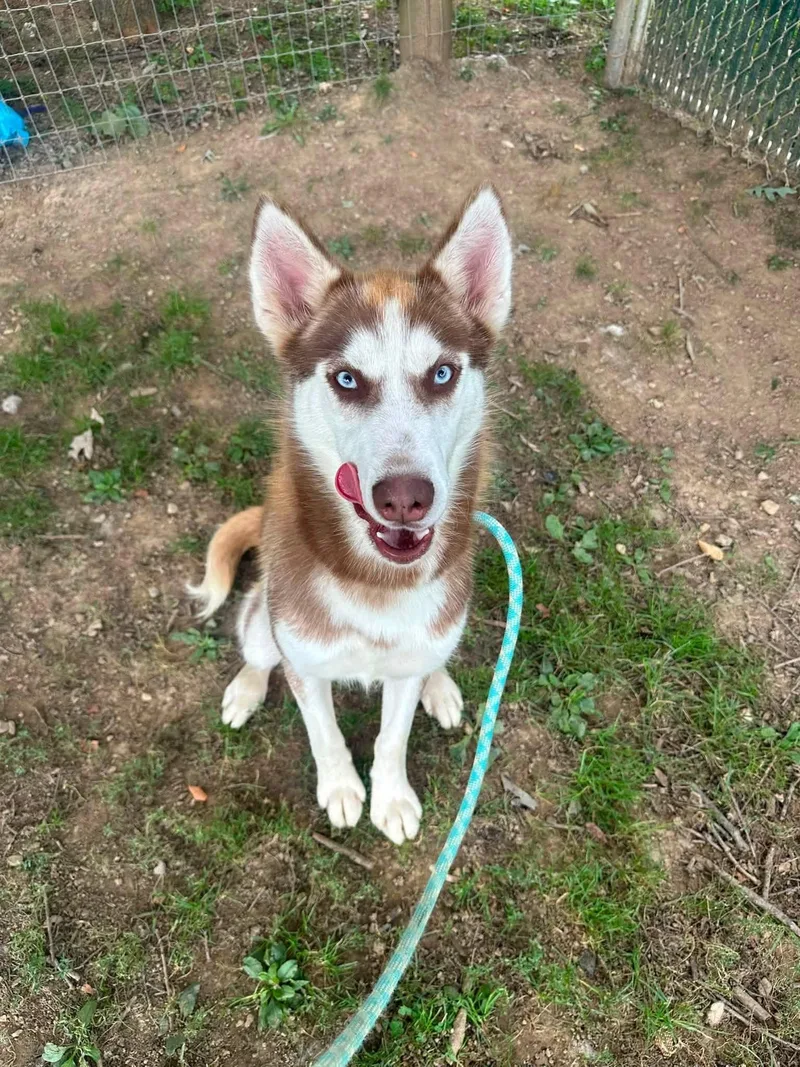 Nymeria