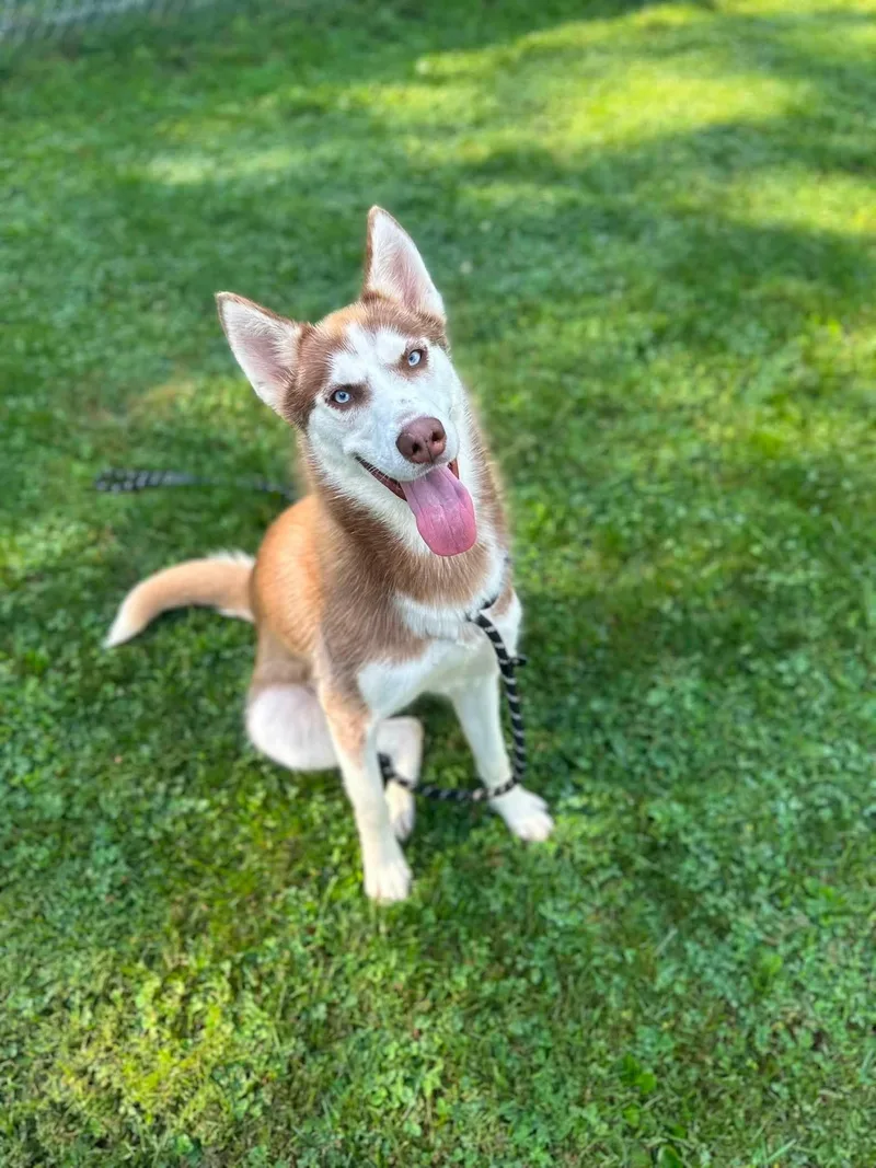 Nymeria thumbnail 2