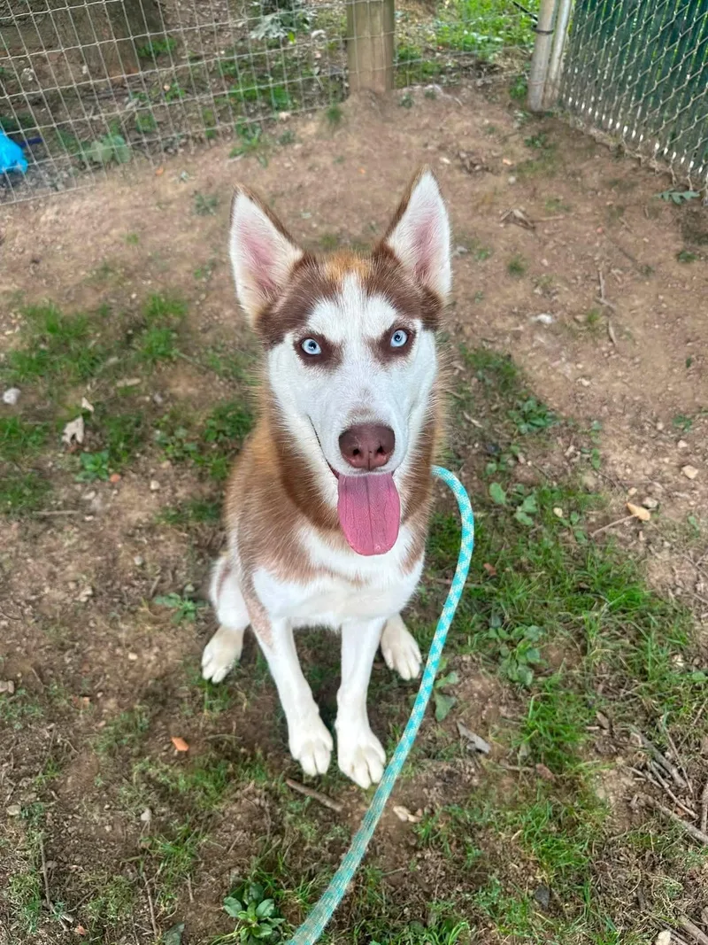 Nymeria thumbnail 3