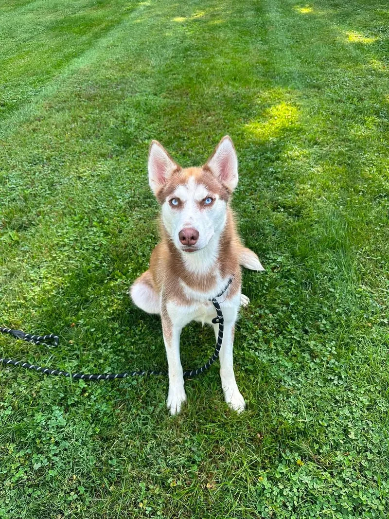 Nymeria thumbnail 4