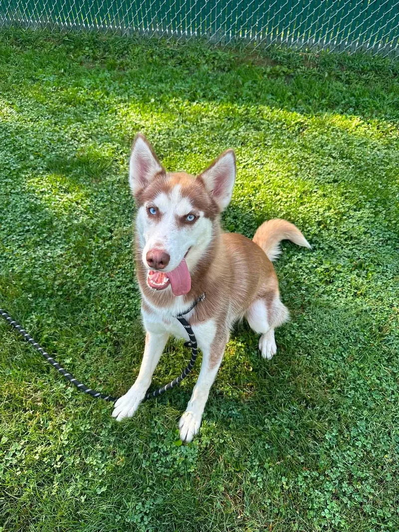 Nymeria thumbnail 5