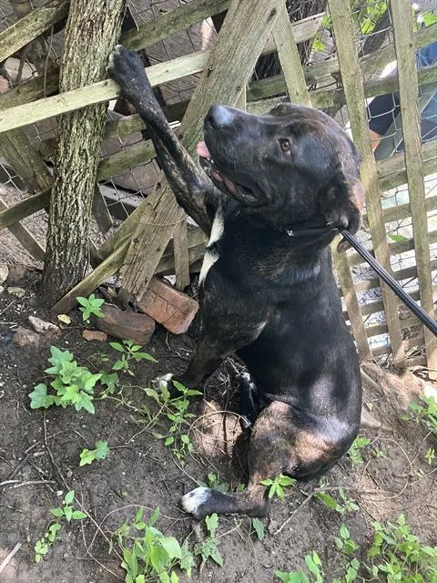 A young large-sized female Mixed Breed dog named Mrs Bucket for adoption in Dallas, TX