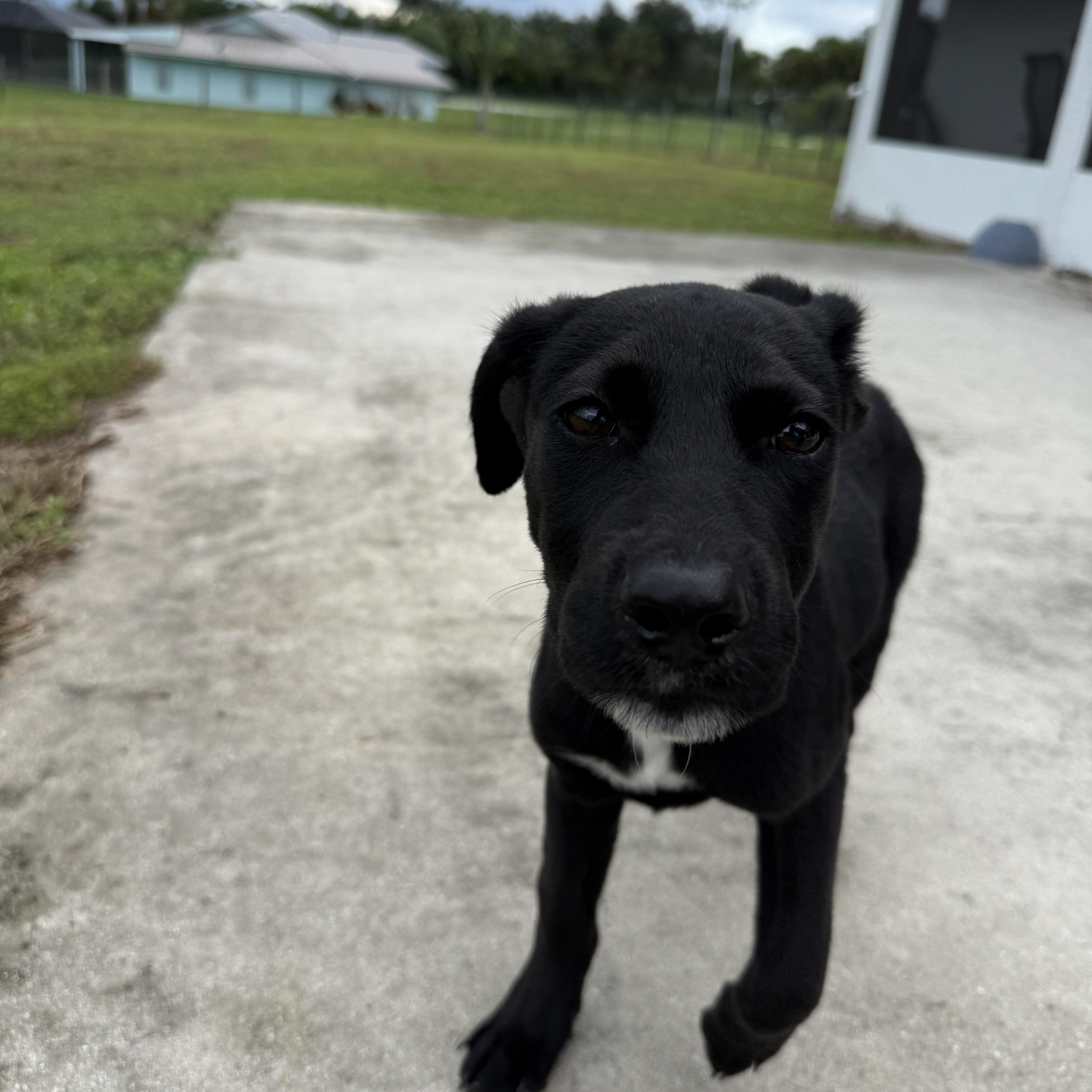 A baby medium-sized male Black Labrador Retriever dog named Batman for adoption in Port Saint Lucie, FL