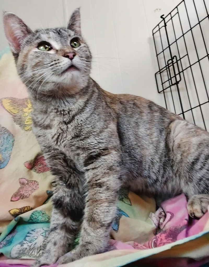 A young medium-sized female Tabby (Gray / Blue / Silver) Tabby cat named Luna for adoption in The Dalles, OR