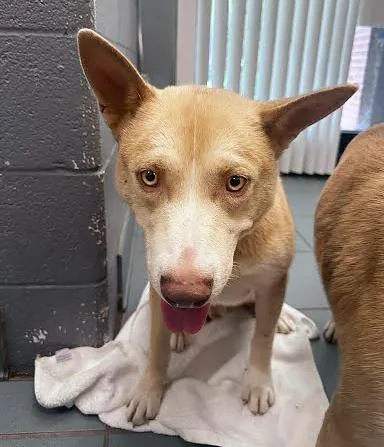 An adult medium-sized male Yellow / Tan / Blond / Fawn Mixed Breed dog named Chili Dog for adoption in Nashville, TN