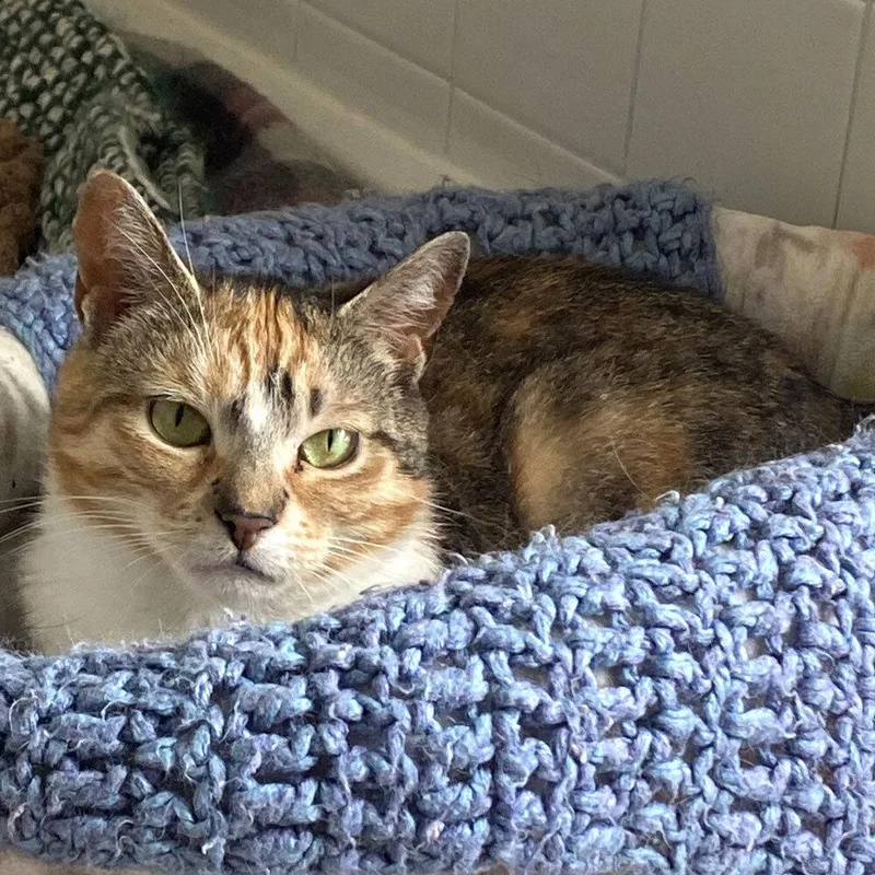 Dandelion thumbnail 2