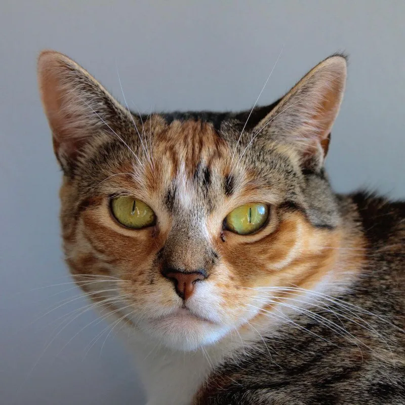 Dandelion thumbnail 3