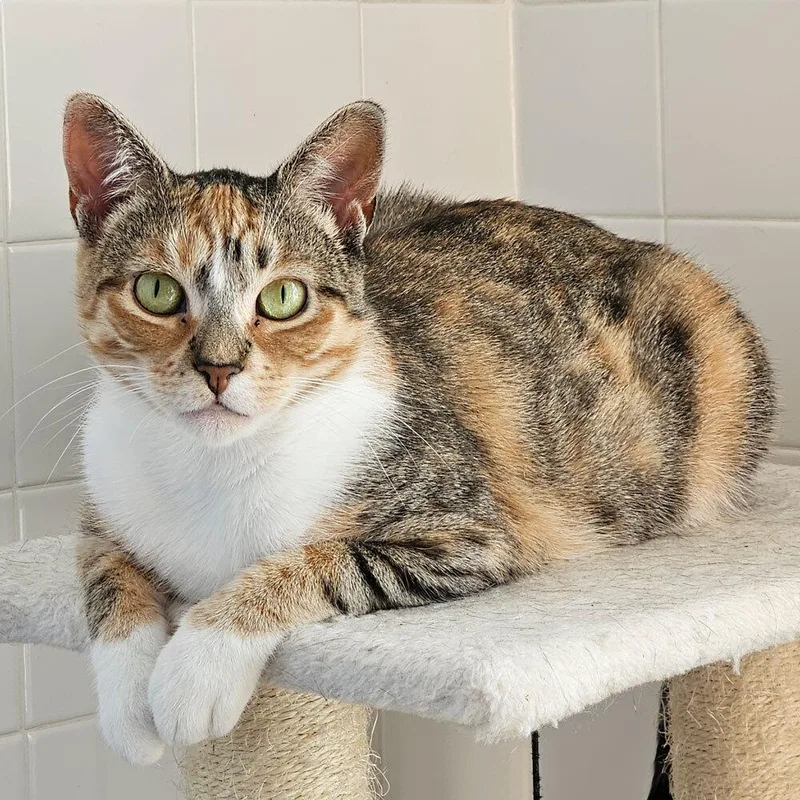 Dandelion thumbnail 4