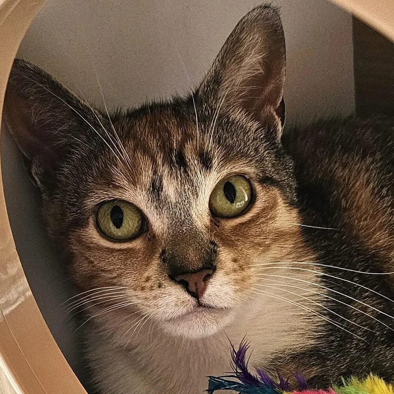 Dandelion thumbnail 5