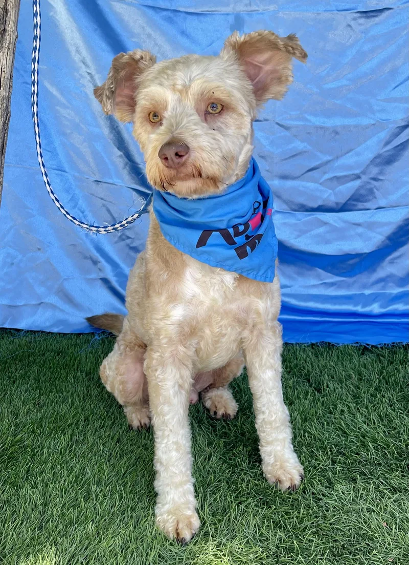 A young small-sized male Poodle dog named Archie for adoption in Rowland Heights, CA
