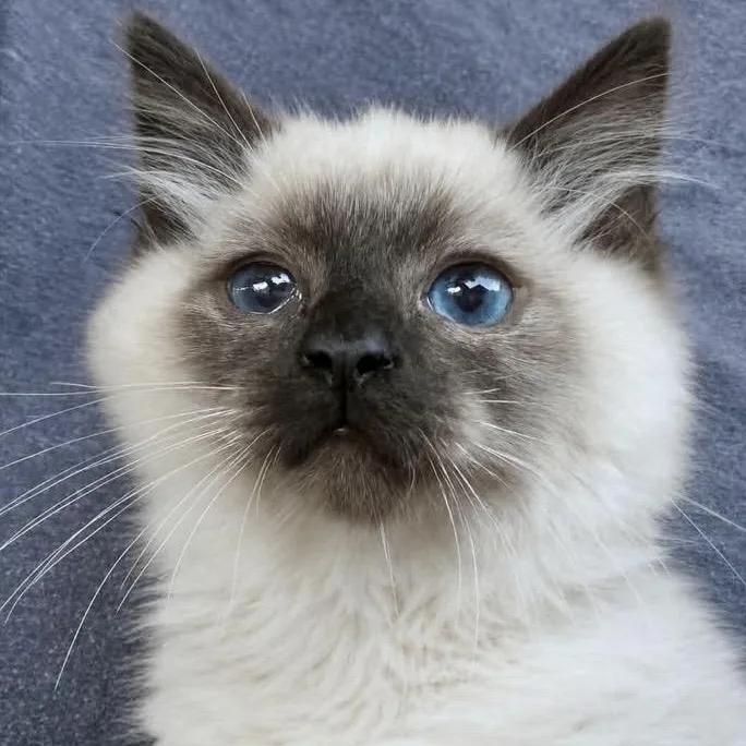 A baby medium-sized male Chocolate Point Siamese cat named Karma for adoption in Santa Rosa, CA
