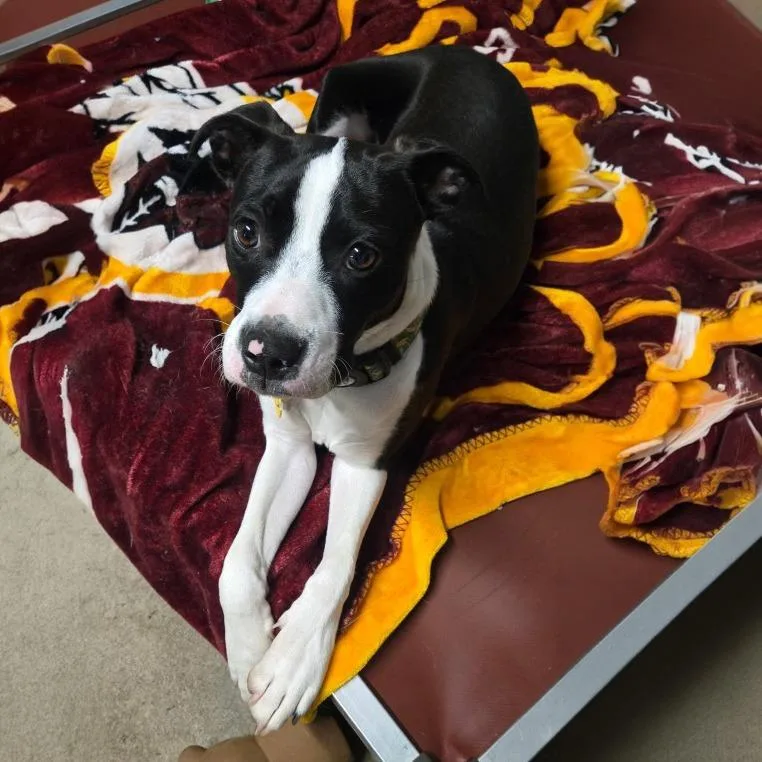 A young medium-sized male Boston Terrier dog named Jack for adoption in Pottsville, PA