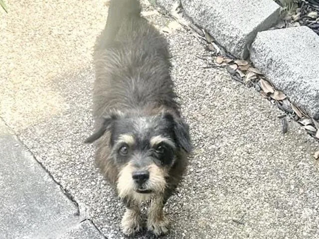 An adult small-sized male Cairn Terrier dog named A for adoption in Houston, TX