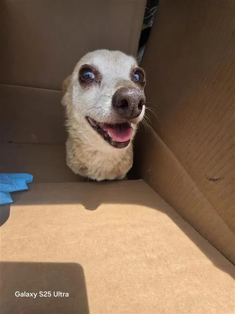 An adult small-sized male Chihuahua dog named Bubba for adoption in San Antonio, TX